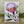 Load image into Gallery viewer, AUSTRALIAN FLORAL Blank greeting card - Single Stems card 08 Protea