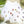 Load image into Gallery viewer, AUSTRALIAN Floral Psalm 91 Writing set 20 pages 10 envelopes
