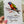 Load image into Gallery viewer, RAINBOW LORIKEET Personalised Australian Birthday Card