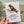 Load image into Gallery viewer, RAINBOW LORIKEET Personalised Australian Birthday Card