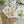 Load image into Gallery viewer, LEMON Blossom cards set of 4 Regular or Mini