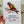 Load image into Gallery viewer, RAINBOW LORIKEET Personalised Australian Birthday Card