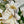 Load image into Gallery viewer, GARDENIA Mothers Day card