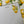 Load image into Gallery viewer, HANGING LEMONS Personalised Writing Paper Set of 20