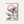 Load image into Gallery viewer, AUSTRALIAN FLORAL Blank greeting card - Single Stems card 08 Protea