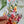 Load image into Gallery viewer, Australian Flora Bookmarks set of 3
