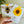 Load image into Gallery viewer, Sunflower and Bee & Honey MAGNETIC BOOKMARKS