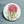 Load image into Gallery viewer, AUSTRALIAN COLLECTION Large Magnets Waratah, Protea, Callistemon