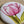 Load image into Gallery viewer, BLUSH FLORALS Large Magnets Hydrangea, Tulip, Protea, Dahlia