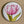 Load image into Gallery viewer, BLUSH FLORALS Large Magnets Hydrangea, Tulip, Protea, Dahlia