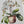 Load image into Gallery viewer, Orchid cards set of 4