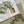 Load and play video in Gallery viewer, HOUSE PLANTS Collection - Birthday- Thank You - Congratulations - Blank