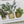 Load and play video in Gallery viewer, HOUSE PLANTS Mothers Day Card