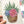 Load image into Gallery viewer, SUCCULENTS cards set of 4