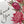 Load image into Gallery viewer, AUSTRALIAN WARATAH Collection Thank You Cards