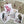 Load image into Gallery viewer, AUSTRALIAN BIRDS CHRISTMAS Cards set of 4