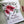 Load image into Gallery viewer, AUSTRALIAN CALLISTEMON PERSONALISED Christmas Cards