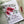 Load image into Gallery viewer, AUSTRALIAN CALLISTEMON PERSONALISED Christmas Cards