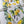 Load image into Gallery viewer, LEMON & LAVENDER COLLECTION Gift Wrap Belly-Bands