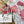 Load image into Gallery viewer, AUSTRALIAN WARATAH / PROTEA Christmas Gift Wrap Belly-Bands