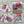 Load image into Gallery viewer, AUSTRALIAN WARATAH / PROTEA Christmas Gift Wrap Belly-Bands
