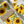Load image into Gallery viewer, SUNFLOWERS COLLECTION Gift Wrap Belly-Bands