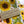 Load image into Gallery viewer, SUNFLOWERS COLLECTION Gift Wrap Belly-Bands