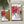 Load image into Gallery viewer, POINSETTIA Christmas Card