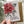 Load image into Gallery viewer, POINSETTIA Christmas Card