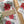 Load image into Gallery viewer, POINSETTIA COLLECTION Gift Wrap Belly-Bands
