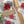Load image into Gallery viewer, POINSETTIA COLLECTION Gift Wrap Belly-Bands