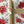 Load image into Gallery viewer, POINSETTIA COLLECTION Gift Wrap Belly-Bands