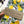 Load image into Gallery viewer, LEMON & LAVENDER COLLECTION Gift Wrap Belly-Bands