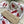 Load image into Gallery viewer, AUSTRALIAN CALLISTEMON Gift Wrap Belly-Bands