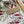 Load image into Gallery viewer, AUSTRALIAN CALLISTEMON Gift Wrap Belly-Bands