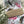 Load image into Gallery viewer, AUSTRALIAN BIRDS Gift Wrap Belly-Bands