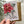 Load image into Gallery viewer, POINSETTIA Christmas Card