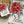 Load image into Gallery viewer, POINSETTIA Christmas Card