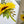 Load image into Gallery viewer, SUNFLOWERS cards set of 4