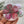 Load image into Gallery viewer, TROPICAL COLLECTION Large Magnets - Magnolia, Protea, Calla Lily, Hibiscus