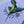 Load image into Gallery viewer, HUMMINGBIRD Postcards /Art Prints set of 4