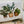Load image into Gallery viewer, HOUSE PLANTS Mothers Day Card