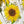 Load image into Gallery viewer, SUNFLOWERS cards set of 4