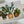 Load image into Gallery viewer, HOUSE PLANTS Mothers Day Card