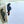 Load image into Gallery viewer, AUSTRALIAN Red-Tailed Black Cockatoo - Personalised Writing Paper Set of 20