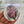 Load image into Gallery viewer, TROPICAL COLLECTION Large Magnets - Magnolia, Protea, Calla Lily, Hibiscus