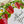 Load image into Gallery viewer, STRAWBERRY Collection Thank You Cards