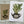 Load image into Gallery viewer, HOUSE PLANTS Collection - Birthday- Thank You - Congratulations - Blank