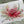 Load image into Gallery viewer, AUSTRALIAN BOTANICAL cards set of 4