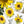 Load image into Gallery viewer, SUNFLOWERS cards set of 4